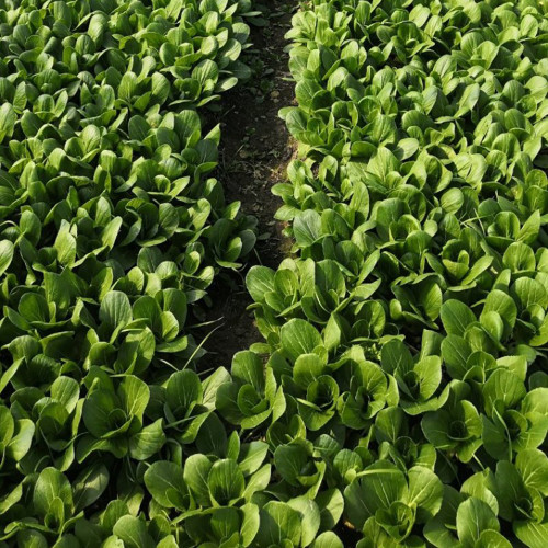 Jinmei 22 Green-stem Pak Choi Seeds - Hybrid Variety, High Yield, Stress Resistant, Fast Growth