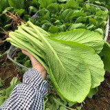 'Huaqing No.1' Sweet Leaf Lettuce Seeds - Fast Growing, Bolt Resistant, High Yield, Tender & Succulent