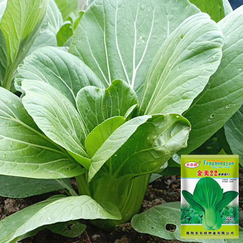 Jinmei 22 Green-stem Pak Choi Seeds - Hybrid Variety, High Yield, Stress Resistant, Fast Growth