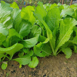 'Huaqing No.1' Sweet Leaf Lettuce Seeds - Fast Growing, Bolt Resistant, High Yield, Tender & Succulent