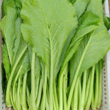 'Huaqing No.1' Sweet Leaf Lettuce Seeds - Fast Growing, Bolt Resistant, High Yield, Tender & Succulent