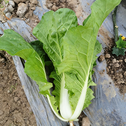 Jinmei 898 Pak Choi Seeds - High-Yield, Cold-Tolerant, Fast-Growing Variety Ideal for Market Needs