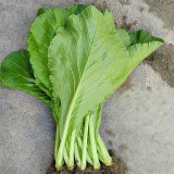 'Huaqing No.1' Sweet Leaf Lettuce Seeds - Fast Growing, Bolt Resistant, High Yield, Tender & Succulent