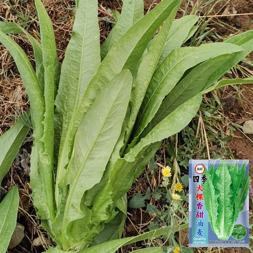 All-Season Youmai Cai Seeds - Early-Maturing Leaf Lettuce with High Yield & Stress Tolerance
