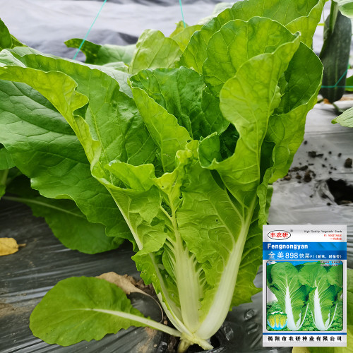 Jinmei 898 Pak Choi Seeds - High-Yield, Cold-Tolerant, Fast-Growing Variety Ideal for Market Needs