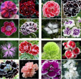 Dianthus Seeds 16 Kinds Coloful Sweet William Flower, Easy Grow (Color: Mix)