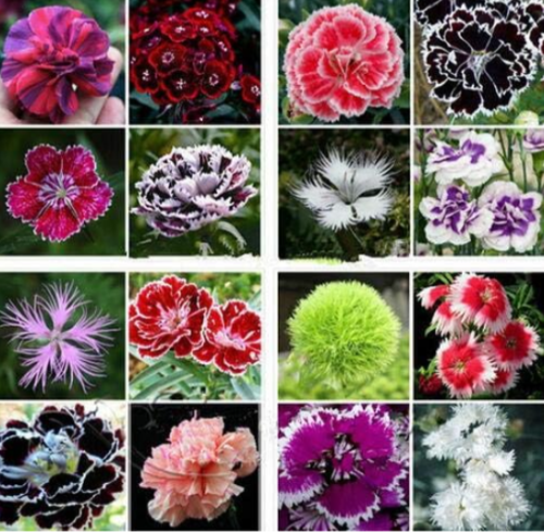 Dianthus Seeds 16 Kinds Coloful Sweet William Flower, Easy Grow (Color: Mix)