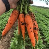 'Xiumei Hongbacun' Carrot Seeds | Uniform Cylindrical Roots, Fine-Textured Flesh, Heat Tolerant & High Yield