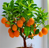 Orange Tree Seeds Dwarf Washington Navel Grow Indoors Or Outdoors