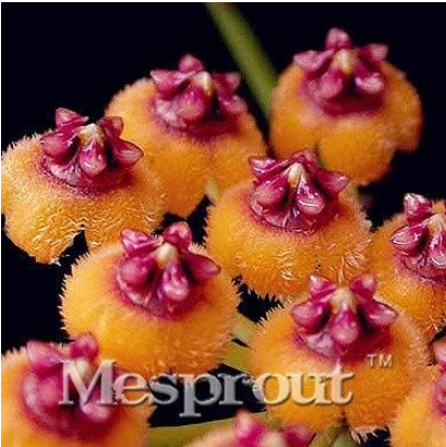 Hoya Carnosa Seeds Perennial Planting (Color: 10)