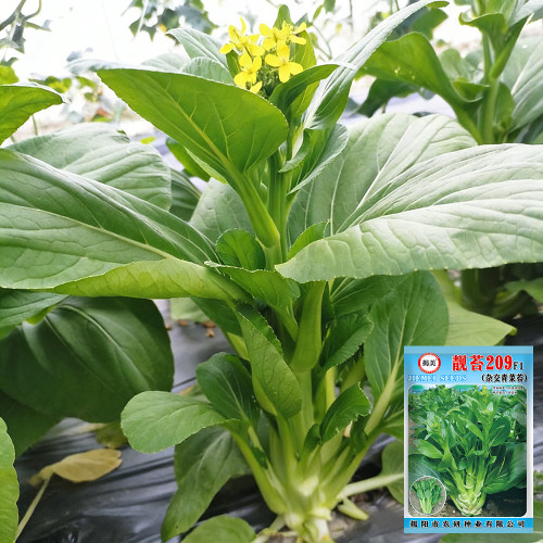 Liangtai 209 Flowering Chinese Cabbage Seeds - Early-Mid Season, High Yield, Fiber-Free with Crisp Tender Stems