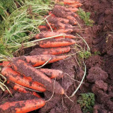 'Xiumei Hongbacun' Carrot Seeds | Uniform Cylindrical Roots, Fine-Textured Flesh, Heat Tolerant & High Yield