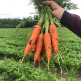 'Xiumei Hongbacun' Carrot Seeds | Uniform Cylindrical Roots, Fine-Textured Flesh, Heat Tolerant & High Yield