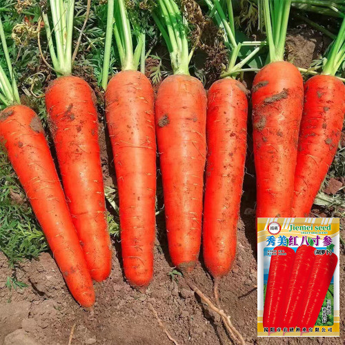 'Xiumei Hongbacun' Carrot Seeds | Uniform Cylindrical Roots, Fine-Textured Flesh, Heat Tolerant & High Yield