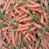 'Xiumei Hongbacun' Carrot Seeds | Uniform Cylindrical Roots, Fine-Textured Flesh, Heat Tolerant & High Yield