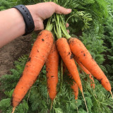 'Xiumei Hongbacun' Carrot Seeds | Uniform Cylindrical Roots, Fine-Textured Flesh, Heat Tolerant & High Yield