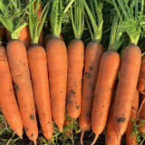 'Xiumei Hongbacun' Carrot Seeds | Uniform Cylindrical Roots, Fine-Textured Flesh, Heat Tolerant & High Yield