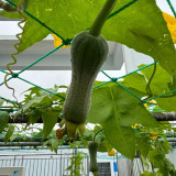 Yucui Sponge Gourd Seeds - High Yield, Tender & Sweet, Suitable for Spring, Summer & Autumn Planting