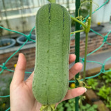 Yucui Sponge Gourd Seeds - High Yield, Tender & Sweet, Suitable for Spring, Summer & Autumn Planting