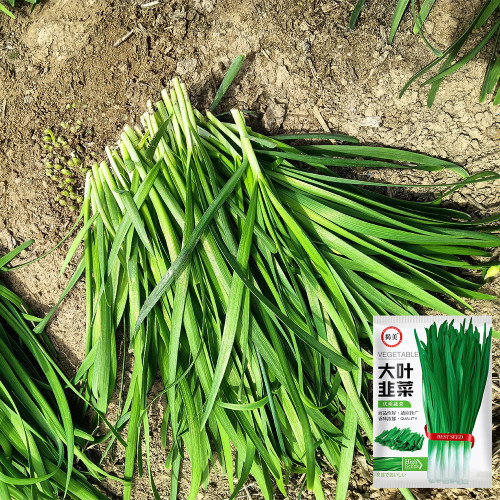 'Jiemei' Broadleaf Chinese Leek Seeds - Tender Low-Fiber Leaves, Cold-Resistant, High-Yield, Fast-Growing