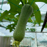 Yucui Sponge Gourd Seeds - High Yield, Tender & Sweet, Suitable for Spring, Summer & Autumn Planting