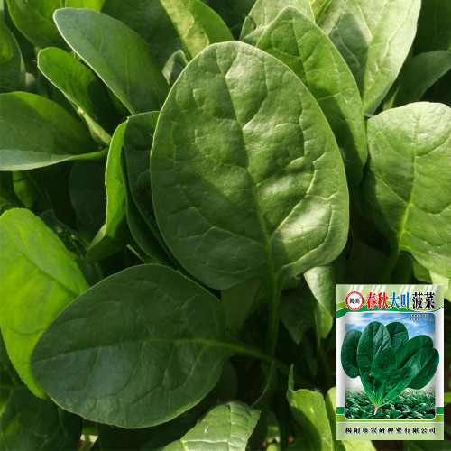 Spring-Autumn Large-Leaf Spinach Seeds - Upright, Bolt-Resistant, Fast-Growing, Crisp Tender Leaves, High Yield
