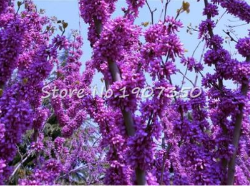 Bauhinia Plant Cercis Chinensis Seeds Chinese Redbud Tree (Color: 7)