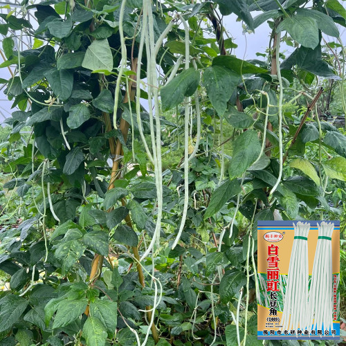 Baixue Lihong Yardlong Bean Seeds - White Pods 70-80cm, High Yield, Continuous Harvest, Easy to Grow