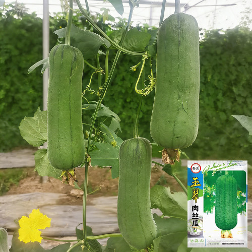 Yucui Sponge Gourd Seeds - High Yield, Tender & Sweet, Suitable for Spring, Summer & Autumn Planting