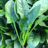 Spring-Autumn Large-Leaf Spinach Seeds - Upright, Bolt-Resistant, Fast-Growing, Crisp Tender Leaves, High Yield
