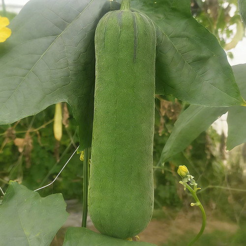 Yucui Sponge Gourd Seeds - High Yield, Tender & Sweet, Suitable for Spring, Summer & Autumn Planting