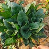 Spring-Autumn Large-Leaf Spinach Seeds - Upright, Bolt-Resistant, Fast-Growing, Crisp Tender Leaves, High Yield