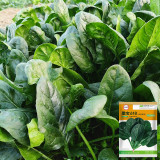 MoBao 618 Large-Leaf Spinach Seeds - High-quality hybrid variety, high yield, cold and heat tolerant