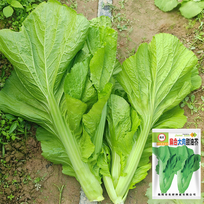 'Bianhe Darou' Sweet Leaf Mustard Seeds - Large Tender Leaves, Fast-Growing, High Yield