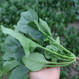 Spring-Autumn Large-Leaf Spinach Seeds - Upright, Bolt-Resistant, Fast-Growing, Crisp Tender Leaves, High Yield
