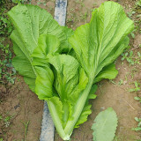 'Bianhe Darou' Sweet Leaf Mustard Seeds - Large Tender Leaves, Fast-Growing, High Yield