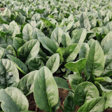 Spring-Autumn Large-Leaf Spinach Seeds - Upright, Bolt-Resistant, Fast-Growing, Crisp Tender Leaves, High Yield