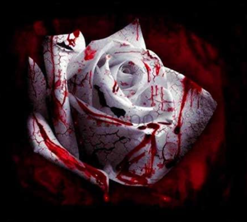 Rare Rose Flower White and Red Flower for Home Garden (Color: 8)