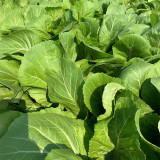 'Bianhe Darou' Sweet Leaf Mustard Seeds - Large Tender Leaves, Fast-Growing, High Yield