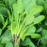 Spring-Autumn Large-Leaf Spinach Seeds - Upright, Bolt-Resistant, Fast-Growing, Crisp Tender Leaves, High Yield