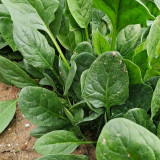 Spring-Autumn Large-Leaf Spinach Seeds - Upright, Bolt-Resistant, Fast-Growing, Crisp Tender Leaves, High Yield