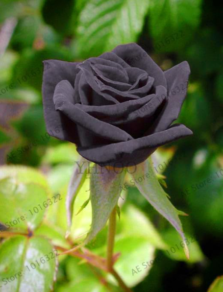 Rare Rose Seeds Black Rose Flower for home garden flowers (Color: 10)