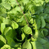 'Bianhe Darou' Sweet Leaf Mustard Seeds - Large Tender Leaves, Fast-Growing, High Yield