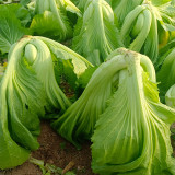 'Jiemei' No.11 Wrapped-Head Mustard Seeds | High-Yield, Heat & Disease Resistant Variety