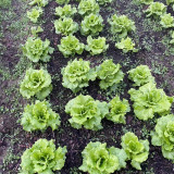 Year-Round Slow-Bolting Lettuce King Seeds - Reliable, Disease-Resistant, Ideal for Fresh Markets