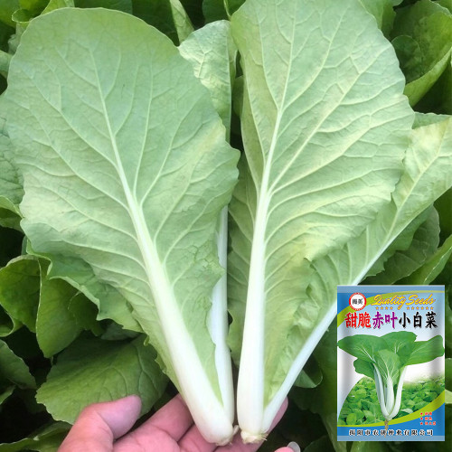 Sweet Crispy 'Chiye' Pak Choi Seeds - Fast-Growing, High-Yield, Strong Disease Resistance, Low Fiber & Tender Taste