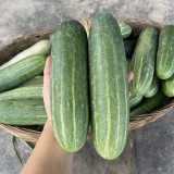 'Bixiu' F1 Fruit Cucumber Seeds - Mid-Early Maturing, Uniform Fruits, High Yield, Broad Adaptability