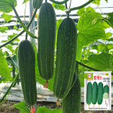 'Bixiu' F1 Fruit Cucumber Seeds - Mid-Early Maturing, Uniform Fruits, High Yield, Broad Adaptability