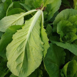 Sweet Crispy 'Chiye' Pak Choi Seeds - Fast-Growing, High-Yield, Strong Disease Resistance, Low Fiber & Tender Taste