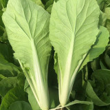 Sweet Crispy 'Chiye' Pak Choi Seeds - Fast-Growing, High-Yield, Strong Disease Resistance, Low Fiber & Tender Taste